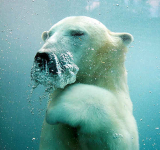 US to create genomic and cellular  'BioVault' for endangered species